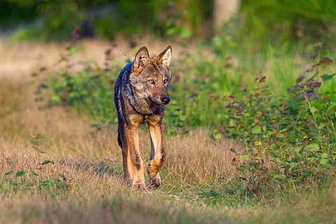 Strengthen, not undermine, efforts to live with wolves: Civil society groups urge EU