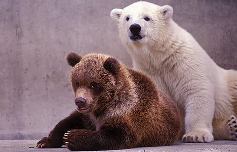 A polar bear and a brown bear