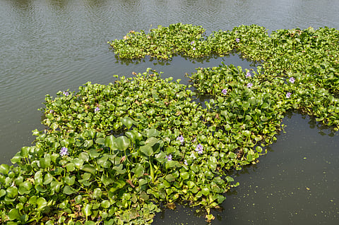 Climate change means we may have to learn to live with invasive species