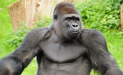 World Gorilla Day 2024: Did Hanno the Navigator actually see the great ape on his voyage in the 5th century BCE?