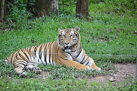 Bird flu outbreak kills 47 tigers in 2 Vietnam zoos