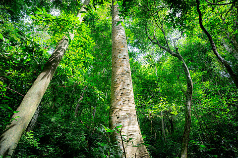 Biodiversity offsets and credits have been touted as tools to fund conservation