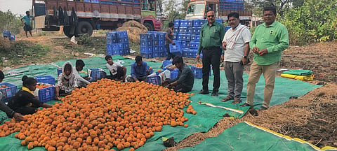 DTE Ground Report: Human-induced climate change threatens Nagpur Oranges; can this heritage be saved?