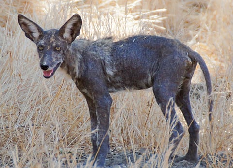 Coyote pup showing hair loss and dark skin, likely infected with mange.