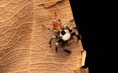 Naturalists find new jumping spider from Karnataka