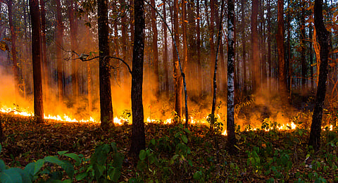 Cultural burning isn’t just important to Indigenous culture — it’s essential to Australia’s disaster management