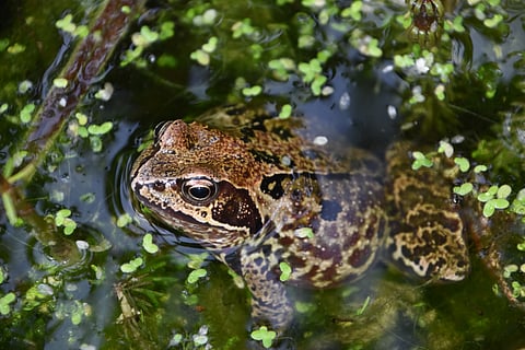 A frog in water