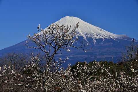 Mt Fuji and plum blossom, taken at Iwamoto-yama Park, which is 193 meters’ high hill, located in Fuji City, Shizuoka Prefecture, Japan