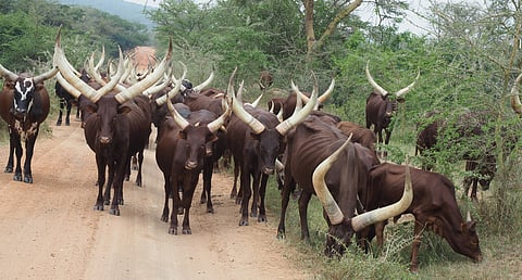 COP16 event calls for integration of indigenous livestock in Global Biodiversity Framework