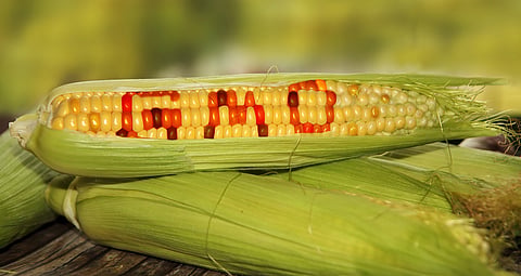 GM policy must be farmer centric