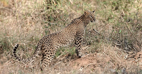 Leopards take centre-stage as politicians promise to address human-wildlife conflict in poll bound Pune