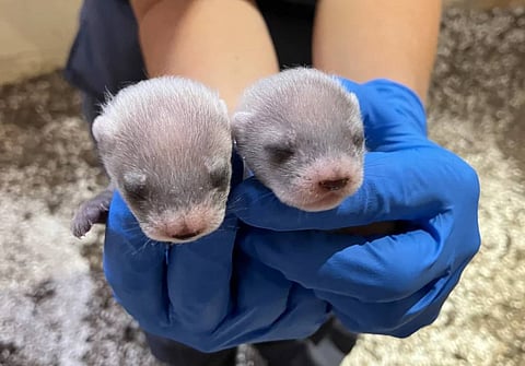 Successful birthing by cloned black-footed ferret raises new hope for conservation of endangered species
