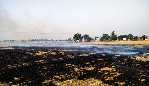 Centre doubles fine for stubble burning; farmers to pay up to Rs 30,000