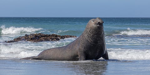 Avian flu decimates over 17,000 elephant seals in Argentina, breeding populations most impacted