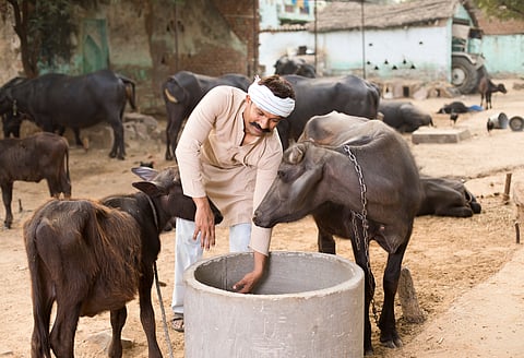 Focusing on farm biosecurity, enhanced awareness and prudent medicinal usage can mitigate antimicrobial resistance in dairy farming