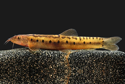 New genus of freshwater fish from Cauvery basin registered from Western Ghats