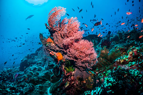 Coral bleaching in Great Barrier Reef: Extreme heat, cyclones recede coral cover on 12 out of 19 surveyed reefs