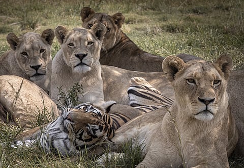 New documentary highlights the global crisis facing big cats