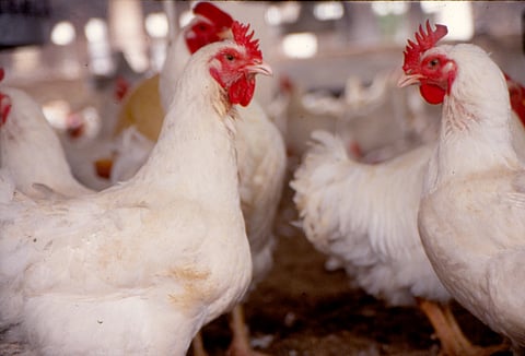 Broiler chickens feed at a poultry farm in New Delhi, India.