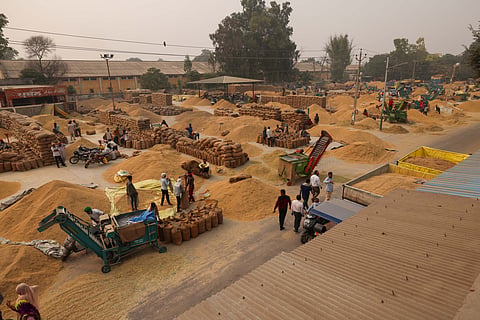 With winter mist descending from skies, unsold paddy in Punjab’s mandis begins to rot