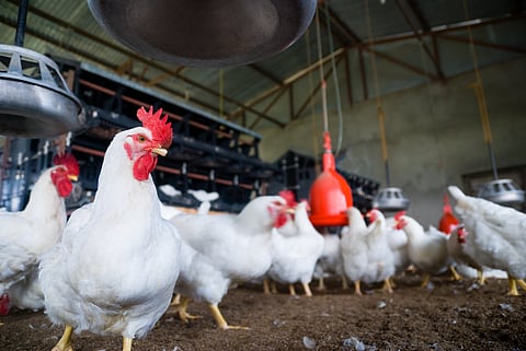 FSSAI bans use of antibiotics in production of food animals