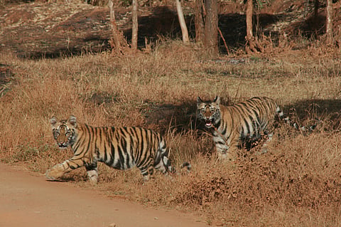 Tigers in Bandhavgarh National Park, Madhya Pradesh