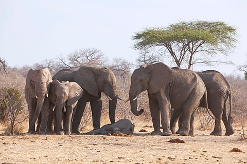 A herd of elephant mourning the death of a young one.