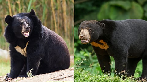 (Left) Asiatic black bear and (Right) Malayan sun bear