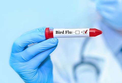 Recap 2024: Top 10 stories on how avian flu outbreaks across species sparked pandemic fears