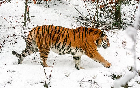 Critically important Southwest Primorye subpopulation of Russian Amur tigers not genetically diverse: Study