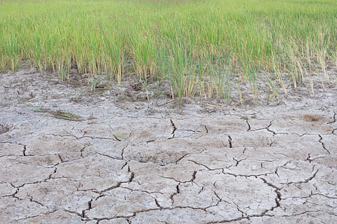 Excessive salinity reduces the fertility of soils and severely impacts environmental sustainability