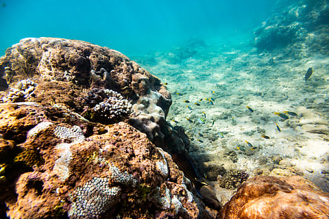 Freshwater and marine coastal species are especially sensitive as they accumulate anthropogenic stressors such as pollutants and sediments across various ecosystems and watershed areas
