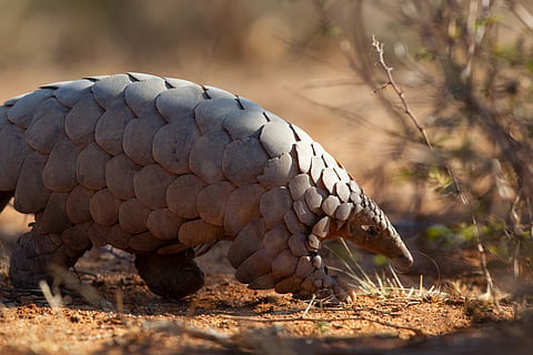 Pangolins are among the world’s most trafficked mammals, driven by demand for their scales and meat