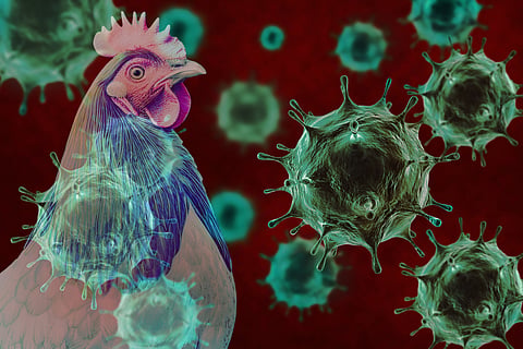 US: California declares emergency as bird flu infects 74% of its dairy