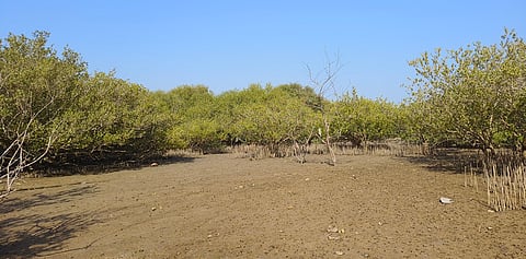 Forest cover increases, but degradation, decline in density seen inside recorded forests: SOFR 2023