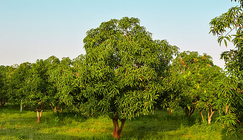 Nearly 1,500 sq km of unclassed forests lost without explanation, shows SOFR 2023