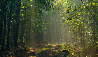 DTE Coverage: State of Forest 2023