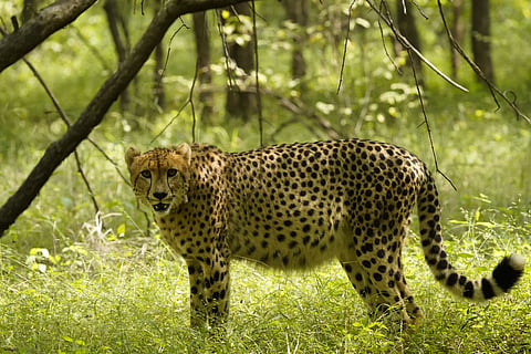 Currently, there are 24 cheetahs, including 12 cubs born in Kuno, though all remain confined to enclosures