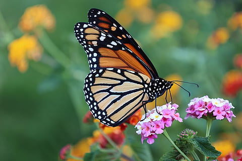 Monarch butterflies are in decline in NZ and Australia — they need your help to track where they gather