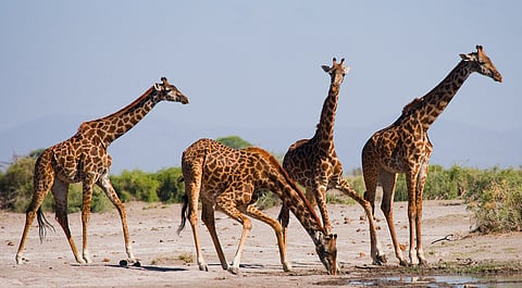 New research supports hypothesis of there being 4 species of giraffe, not one