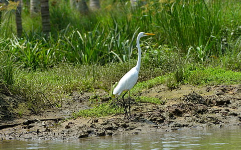 Study shows wader bird species in Kerala’s wetlands declined during last decade; ecosystem in peril, say authors