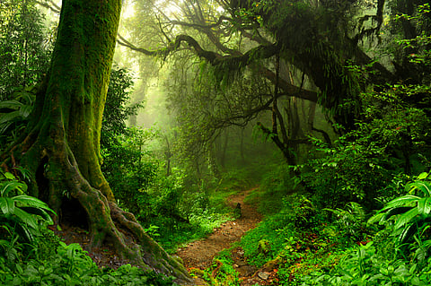 Study shows hot leaves can’t catch carbon from air — it’s bad news for rainforests — and Earth