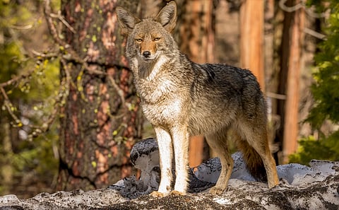 Coyotes in urban America are evolving; this can be seen in their genes, says study