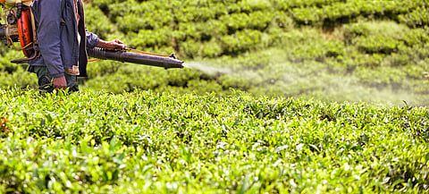 Binding DDT-infused soil with biochar can help in alleviating ecological risks: Research