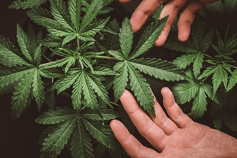 Himachal Pradesh launches pilot project for cannabis farming to capitalise its medicinal and industrial value