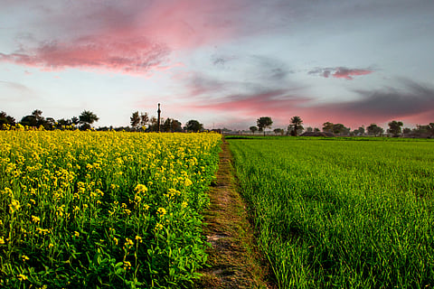 Oilseeds saw a slow growth of 1.9 per cent, raising concerns, given India’s heavy reliance on imports for edible oil.