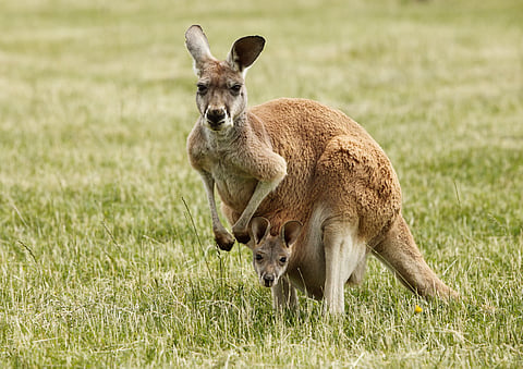 The researchers used the eastern grey kangaroo as a model species due to its abundance