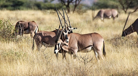 Kenya’s biodiversity is facing significant threats, finds report