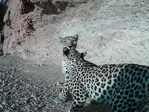 The Arabian leopard has returned to the ‘wadis’ of the Nejd in Oman’s Dhofar: Study