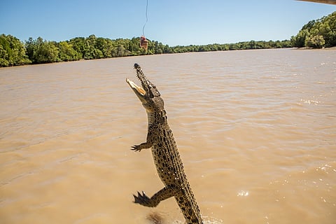 Northern Australia’s saltwater crocodiles unable to hunt due to increasing temperatures: Study